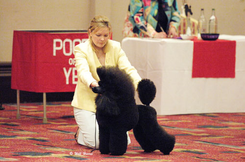 George winning the Poodle Of The Year