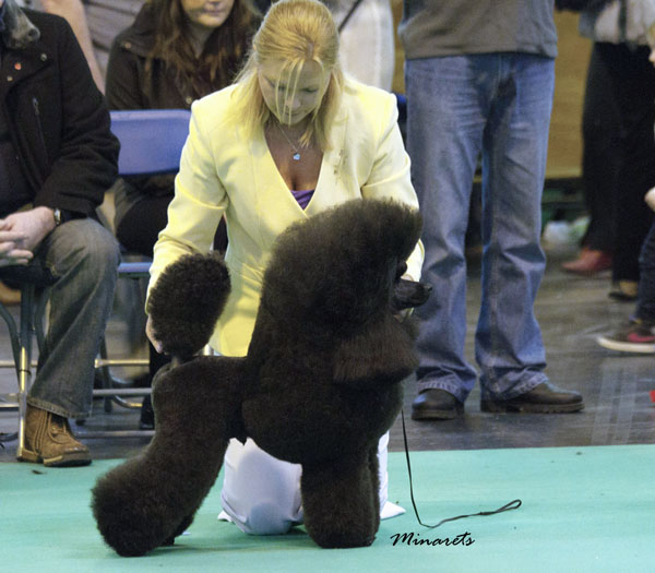 George BOB at Crufts 2013