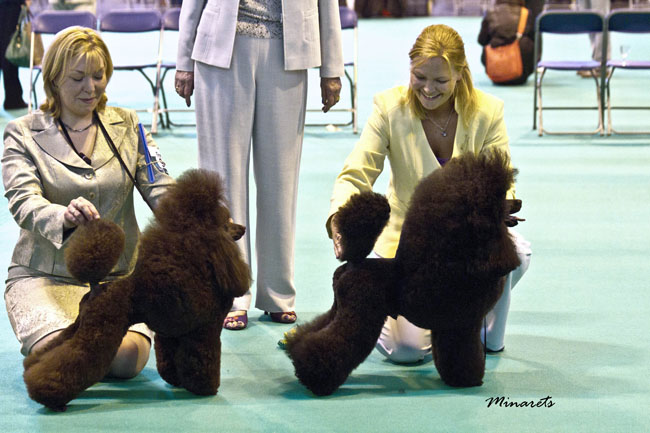 George BOB at Crufts 2013