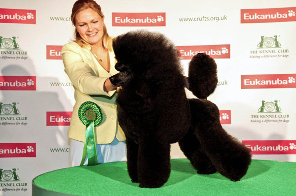 George BOB at Crufts 2013