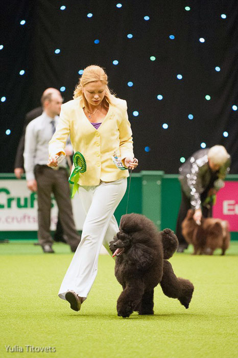 George BOB at Crufts 2013