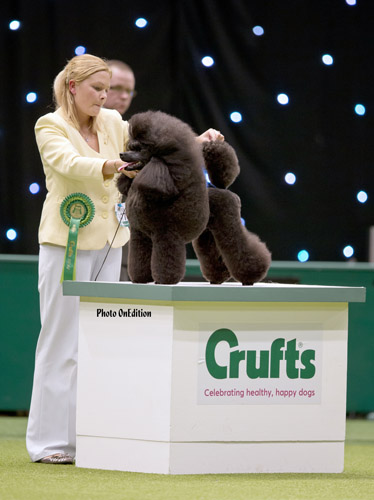 George BOB at Crufts 2013