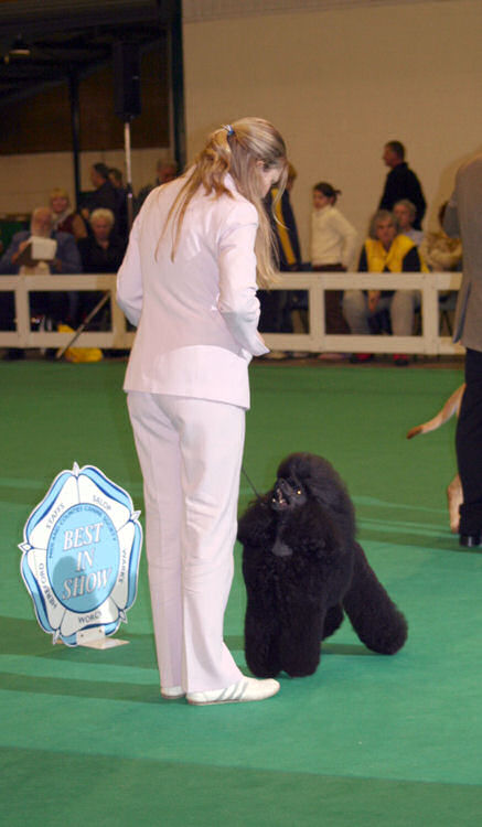 Rodney pictured after winning Best in Show at Midland Counties Championship Show